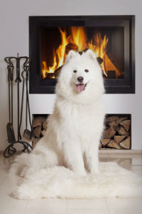 Keeping Wild Animals And Pets Safe From Your Chimney This Holiday Season - Memphis TN - Coopertown Services